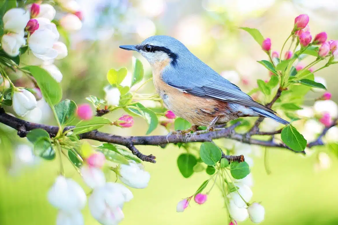 bird, branch, perched