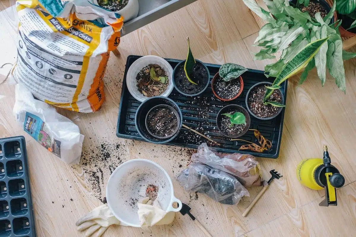 potager  remèdes