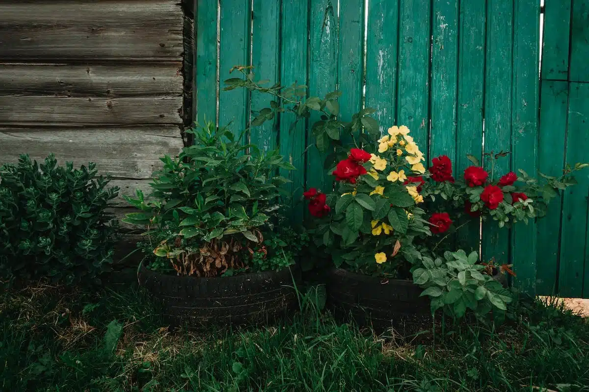 plantes jardin