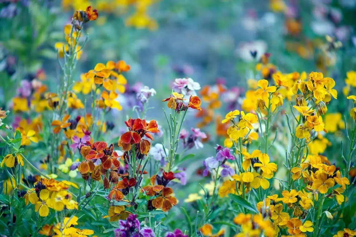 jardin sauvage