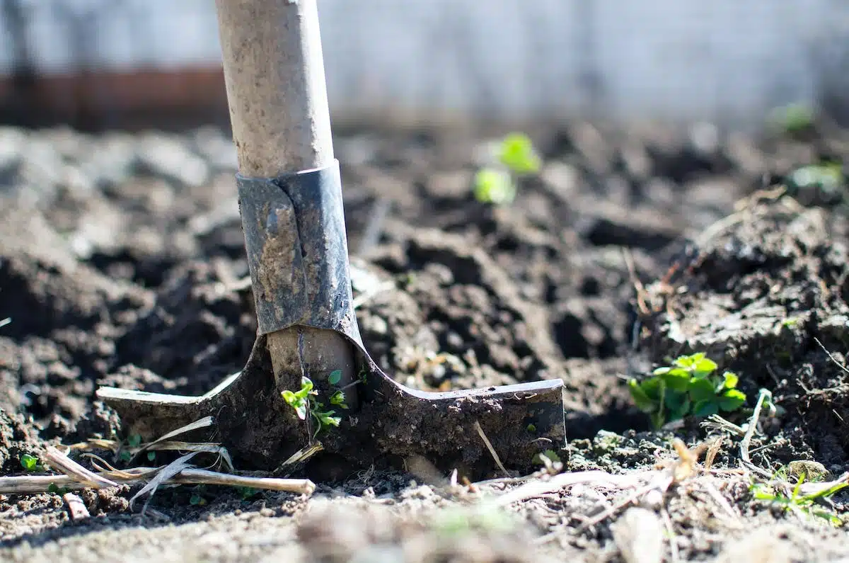 paillage potager