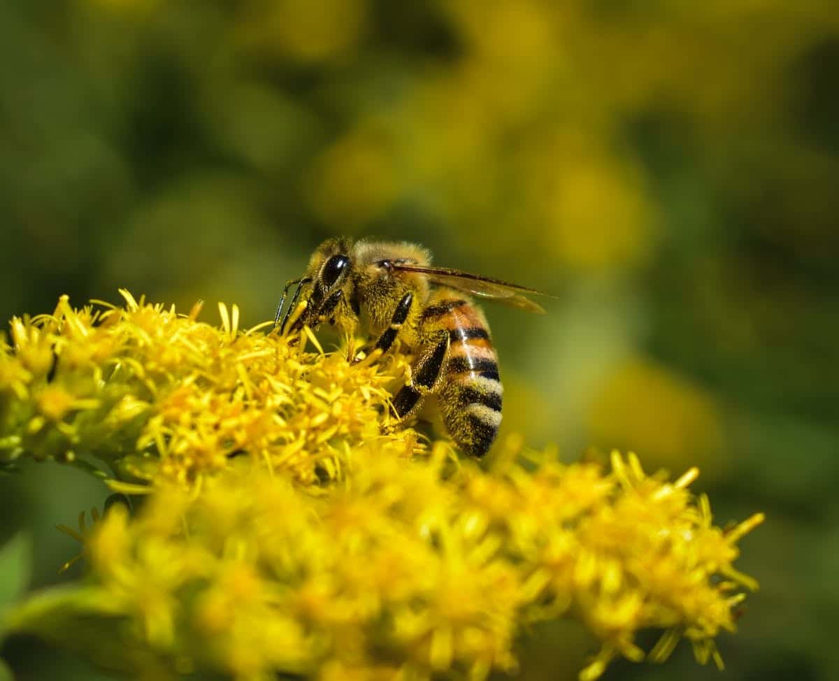 fleurs mellifères