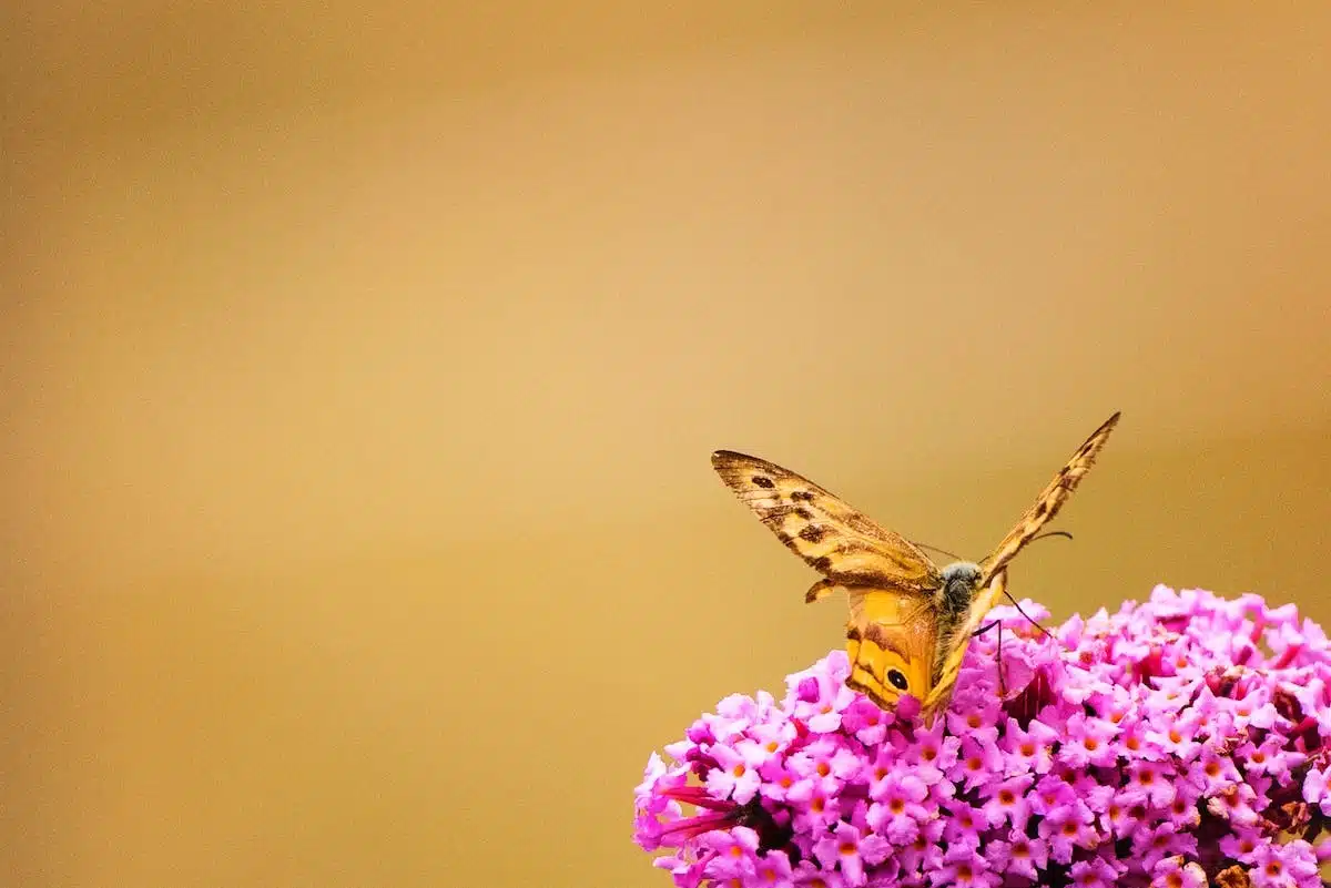 fleurs  papillons