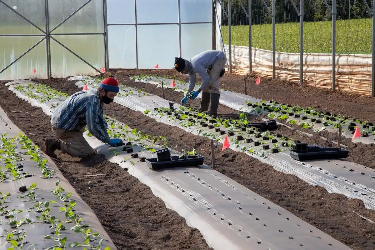 carré potager