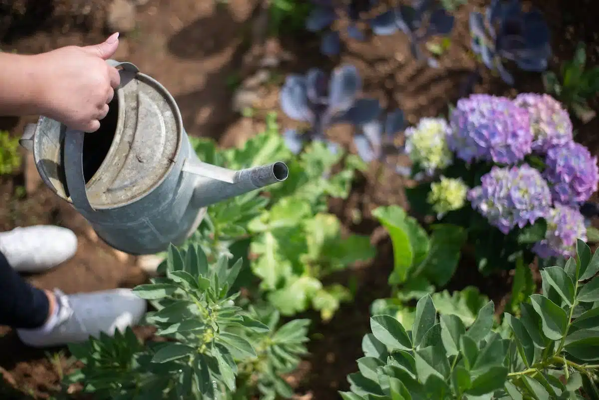 arrosage plantes