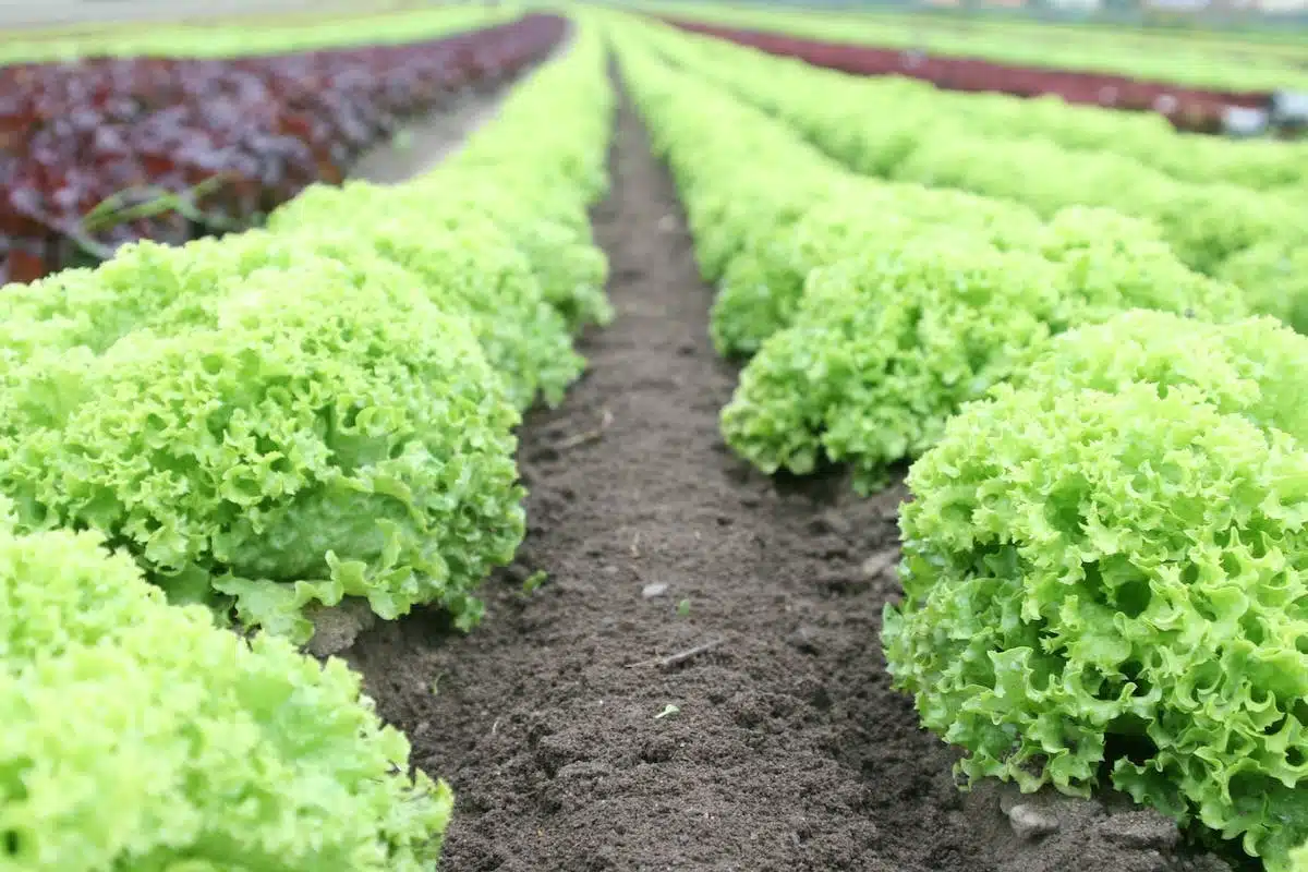 potager hiver
