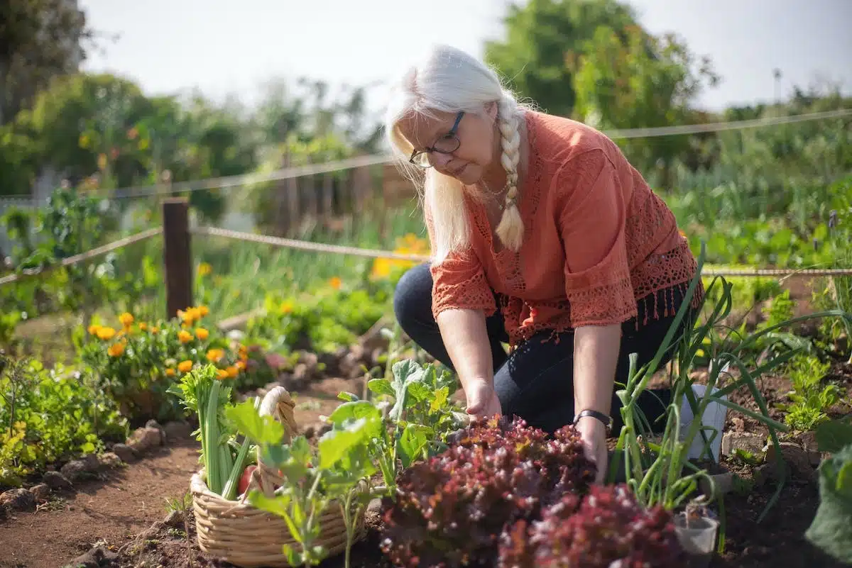 potager  efficacité