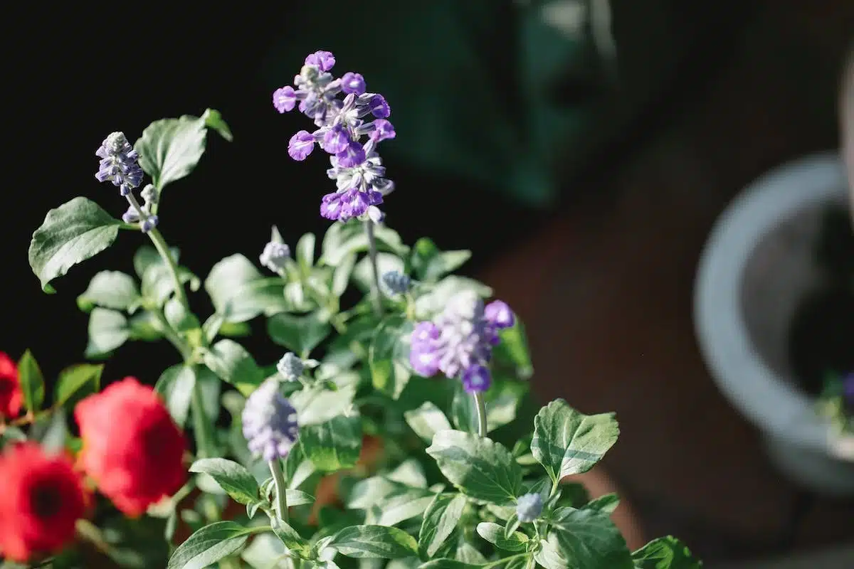 jardin parfumé