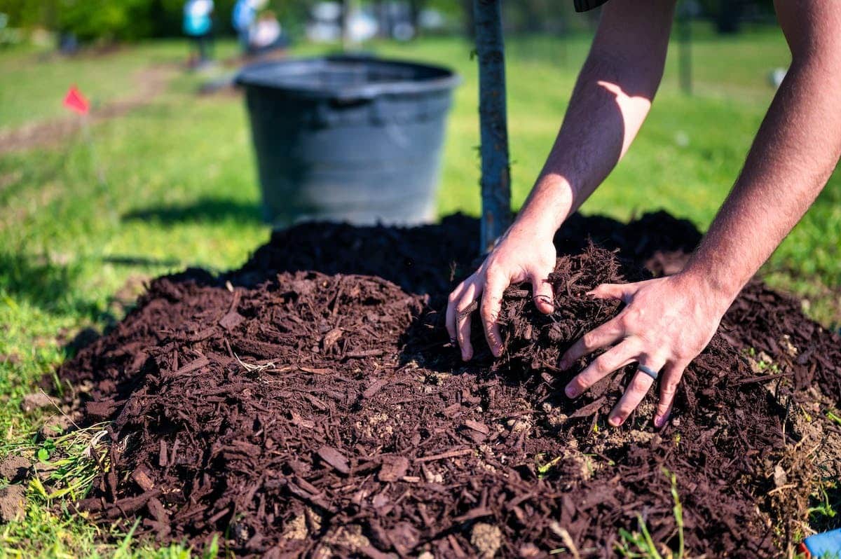 paillis potager