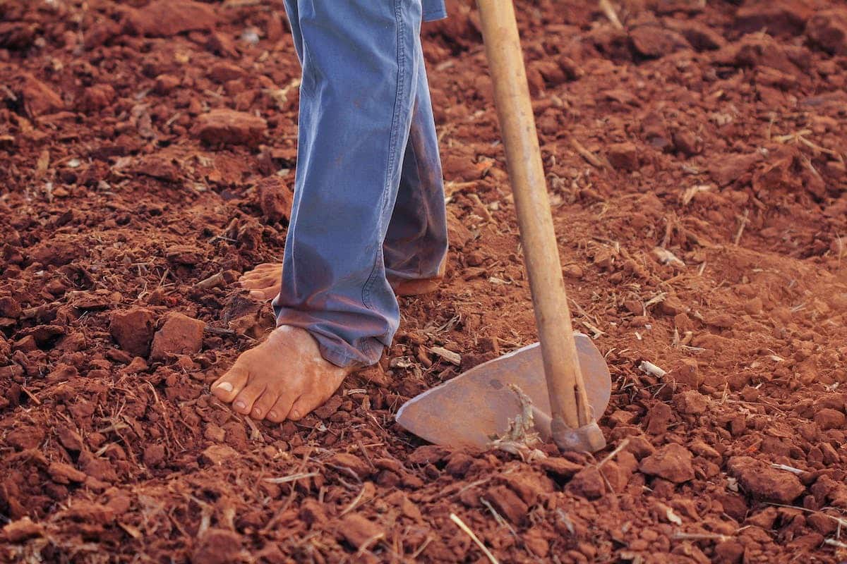 potager  prévention