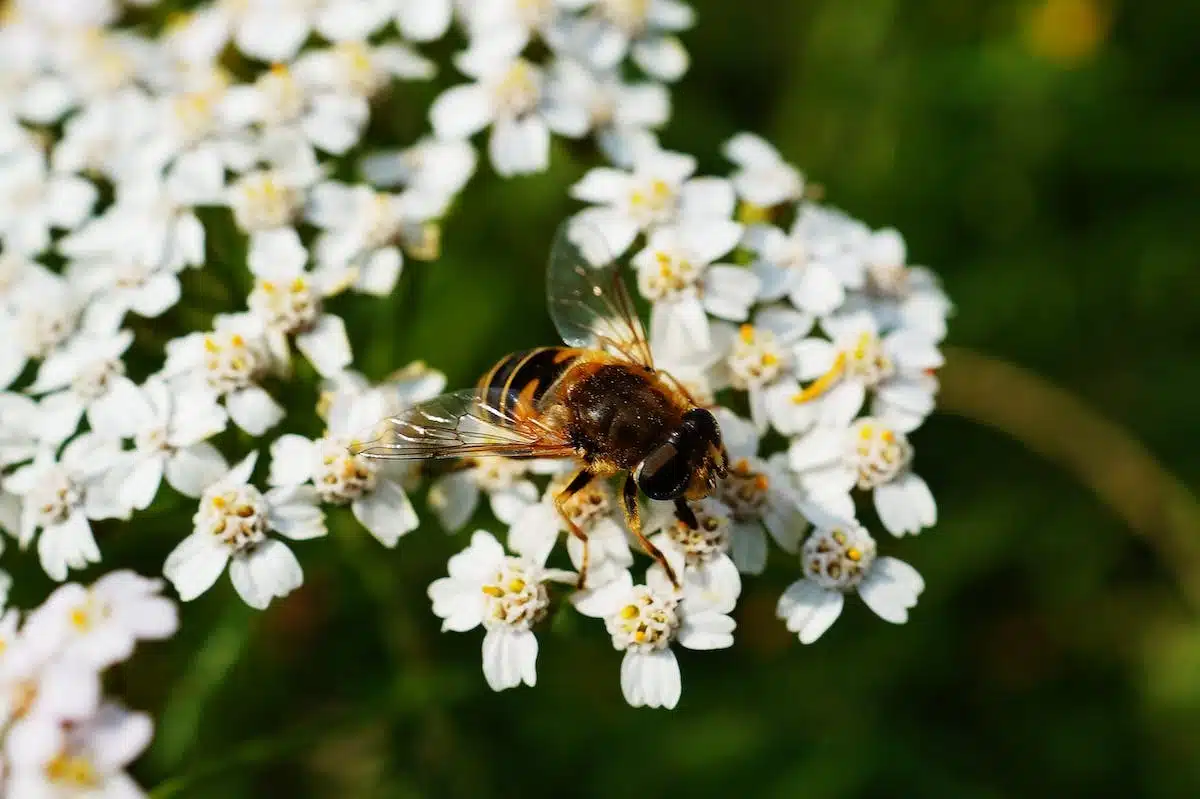 plantes  abeilles