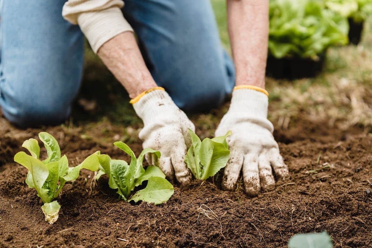 potager  plantes