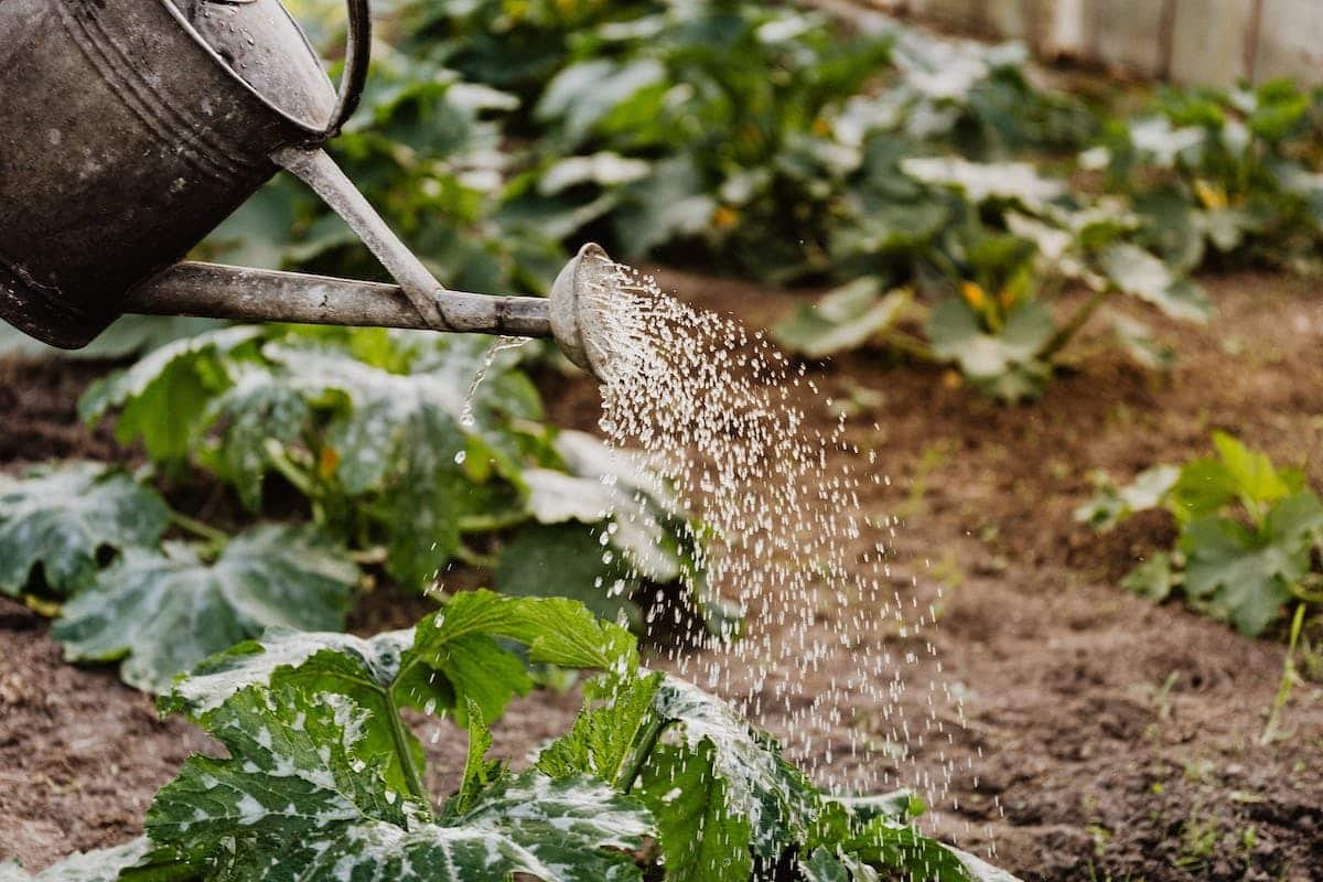 potager biologique