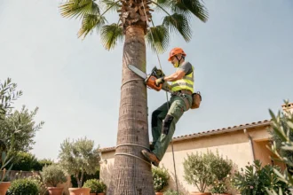 Arboriste professionnel en train d'abattre un grand palmier à l'aide d'une tronçonneuse, sécurisé par des cordes d'escalade dans un jardin résidentiel du sud de la France