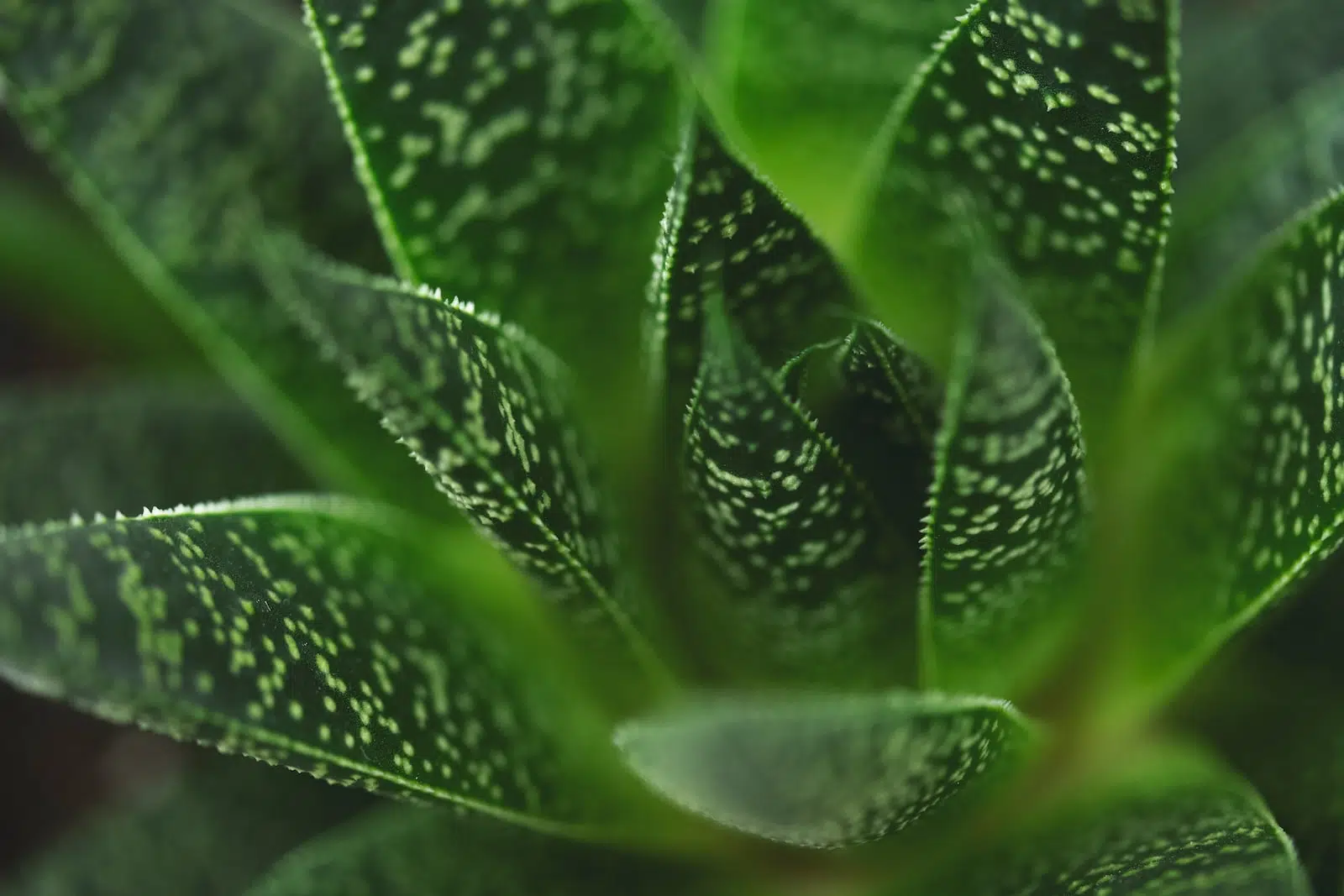 green plant in close up photography