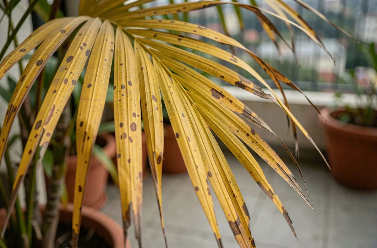 Gros plan sur des frondes de palmier jaunies et desséchées révélant des carences ou un arrosage excessif
