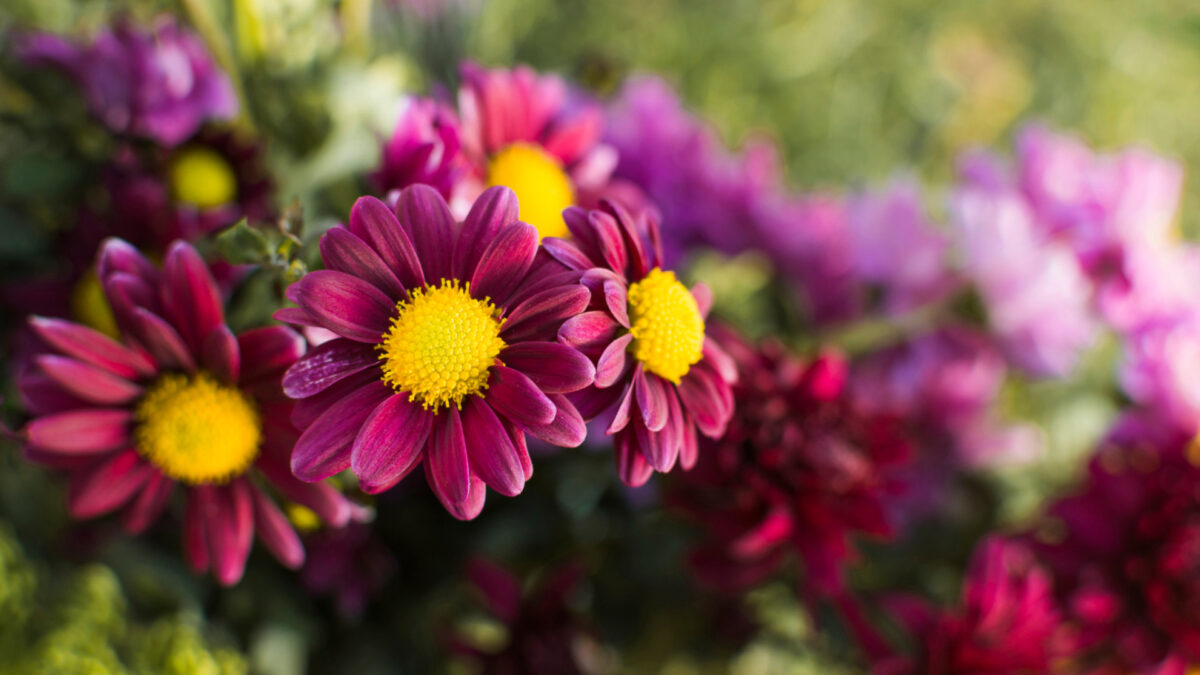 Jardins, terrasses, balcons : tout ce qu'il faut faire avant le retour des beaux jours