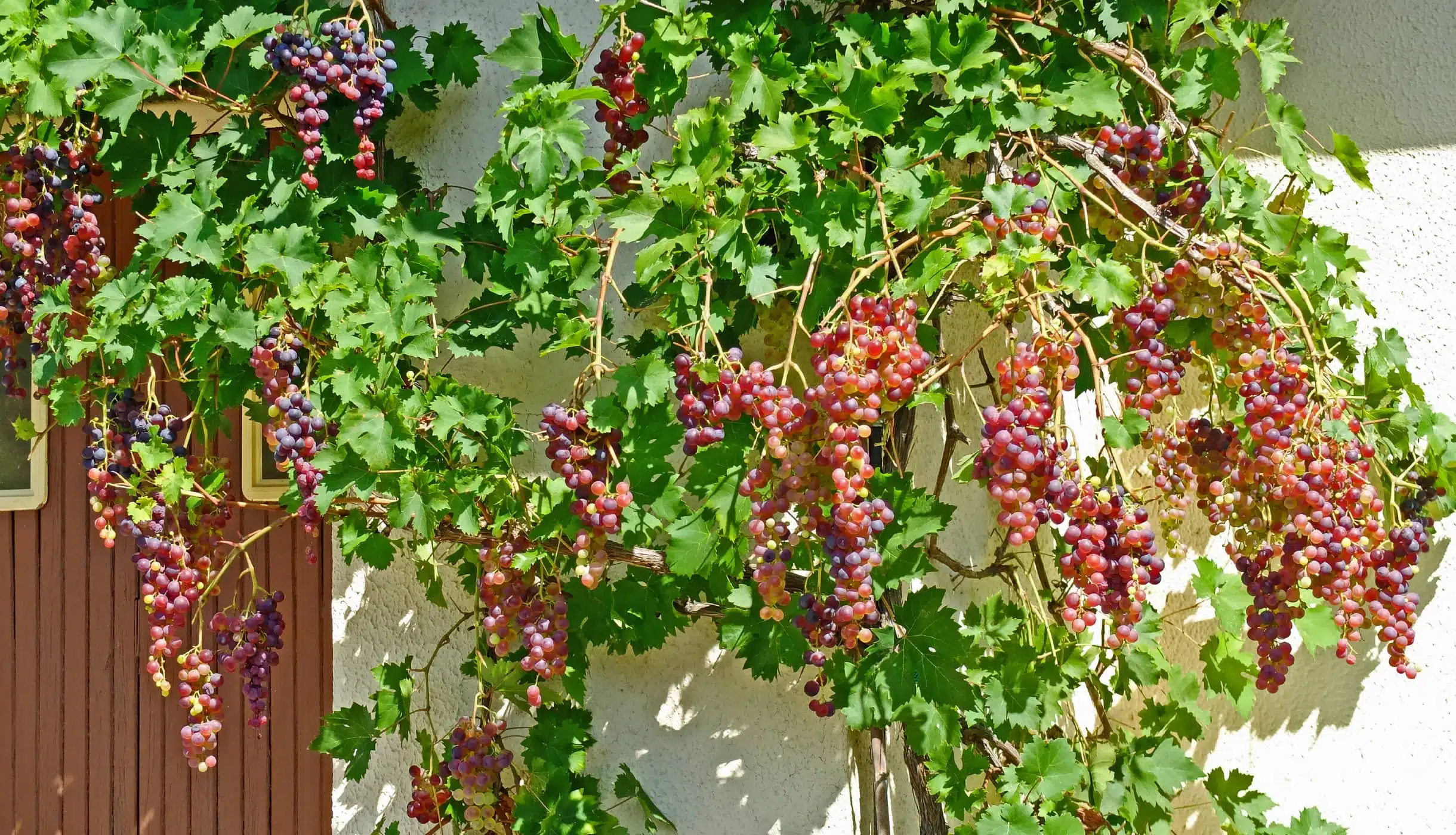 Planter du raisin 