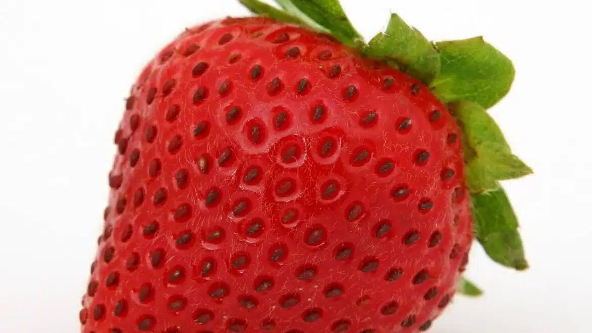 Utiliser de l’engrais naturel bio pour ses fraisiers : les avantages