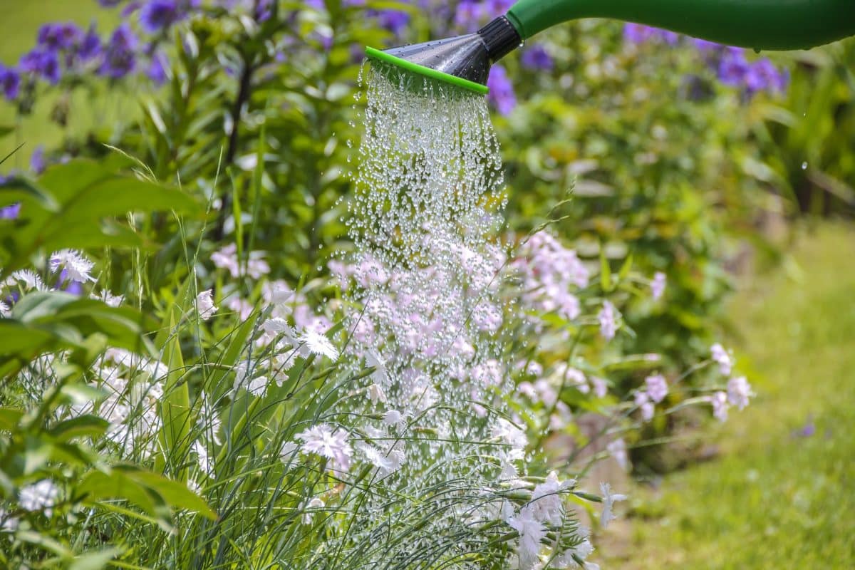 économiser de l’eau dans votre jardin