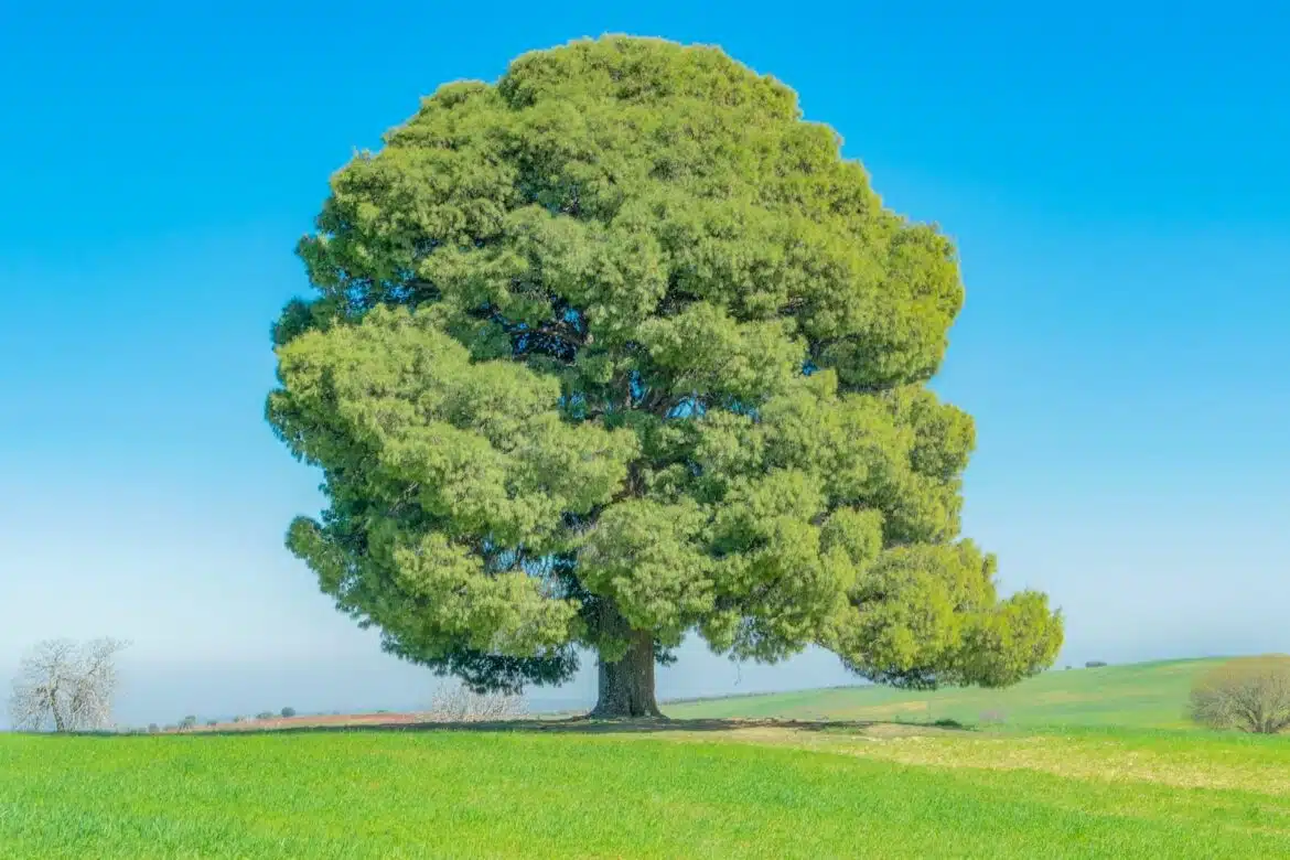 green tree on green grass field during daytime